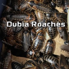 Dubia roaches small for sale  Monticello