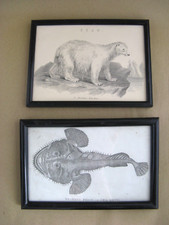 Antique engravings fishing for sale  UK