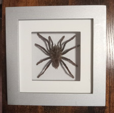 Taxidermy real framed for sale Taxidermy real framed for sale  MANCHESTER