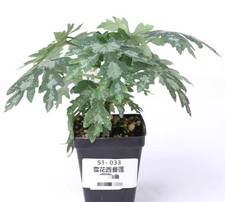 6.5cm rare plant for sale  Shipping to United Kingdom
