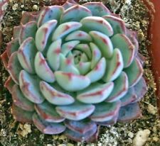 Echeveria minima comes for sale  San Marcos