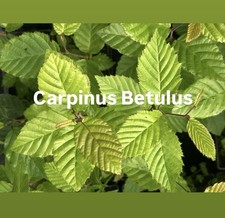 Carpinus betulus seedlings for sale  WIMBORNE