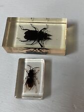 Real specimen insects for sale  MALVERN