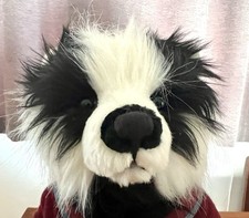 Beautiful bedward badger for sale  LLANGOLLEN