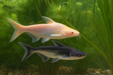 Albino iridescent shark for sale  Haslet