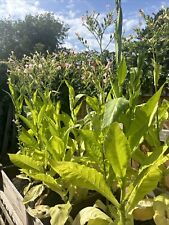 grabba leaf for sale grabba leaf for sale KING'S LYNN