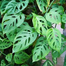 Swiss cheese monstera for sale  Miami