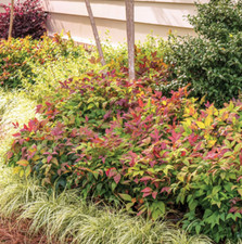 Dwarf firepower nandina for sale  Mcminnville