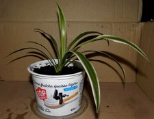 Jeune chlorophytum 4 d'occasion  La Voulte-sur-Rhône