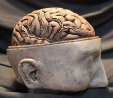 Anatomical head brain for sale  Lenexa