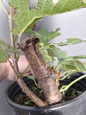 Yamadori cherry bonsai for sale  LIVERPOOL