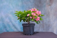 Vera light purple for sale  North Fort Myers