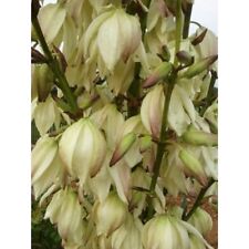 Yucca large plants for sale  Burneyville