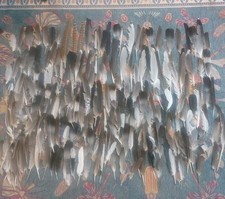 210 feathers natural for sale 210 feathers natural for sale  BATH