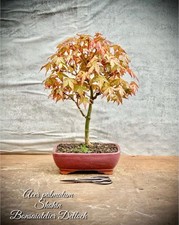 Acer palmatum japanischer gebraucht kaufen  Lübben (Spreewald)