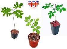 Ash tree sapling for sale  HUDDERSFIELD