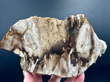 Killer petrified wood for sale  Roseburg