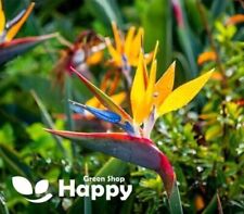 Strelitzia bird paradise for sale  DONCASTER