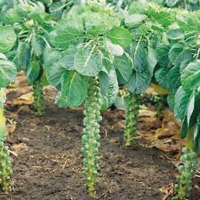 Brussel sprouts crispus for sale  SALISBURY