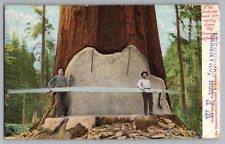 Cutting red woods for sale  Casey