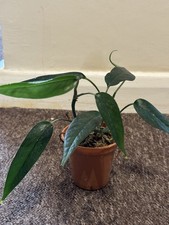 Epipremnum pinnatum albo for sale  LONDON