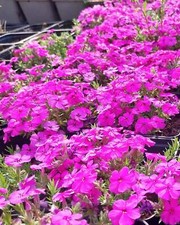 Phlox red admiral gebraucht kaufen  Brilon