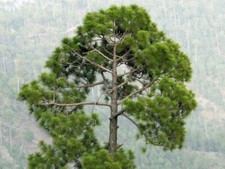 Samen indoor himalaya gebraucht kaufen  Calw
