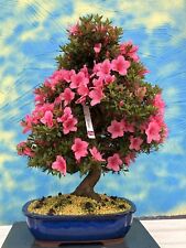 Joe bonsai azalea for sale  Shipping to Ireland