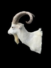 Beautiful rare taxidermy for sale  Signal Mountain