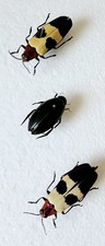 Chrysochroa buqueti jewel for sale  SLEAFORD