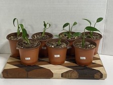 Monstera burle marx for sale  Concord