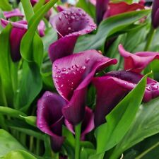 Purple zantedeschia arum for sale  LONDON