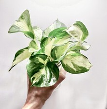 Large manjula pothos for sale  MARKET HARBOROUGH