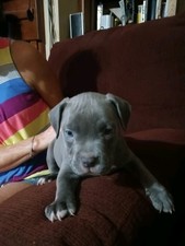 Micro bully puppies for sale  Graniteville