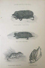 Antique hedgehog print for sale  TORRINGTON