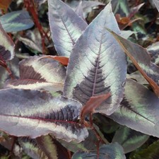 Persicaria microcephala red for sale  NORWICH