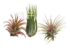 Air plants ionantha for sale  DRONFIELD