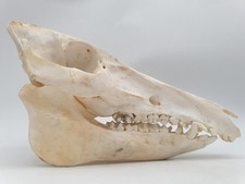 Crane sanglier taxidermie d'occasion  Tours-