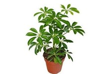 Schefflera arboricola green for sale  Modesto