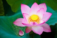 10 nasion indyjskiego kwiatu lotosu Nelumbo nucifera staw lotos roślina wodna ogród na sprzedaż  Wysyłka do Poland