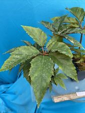 Begonia carolineifolia species for sale  San Francisco