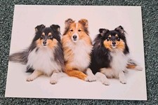 Hunde postkarte finnland gebraucht kaufen  Hamburg