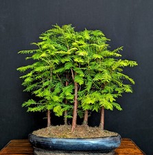 bonsai outdoor gebraucht kaufen  Bielefeld