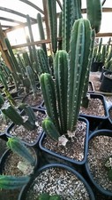 Echinopsis update fat for sale  Monticello