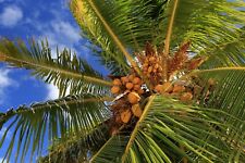 Yellow coconut seed for sale  Miami