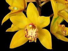 Cymbidium milton carpenter for sale  Sugar Land