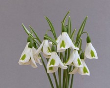 Galanthus trumpolute for sale  UK