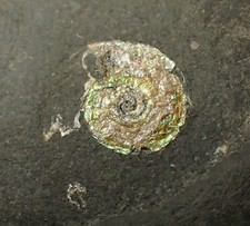 Tiny iridescent ammonite for sale  BRISTOL