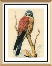 lithograph prints for sale lithograph prints for sale CANNOCK