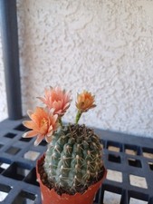 Large peach flower for sale  Henderson